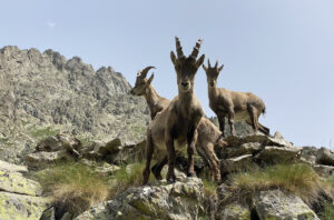 Krafttier finden Steinbock