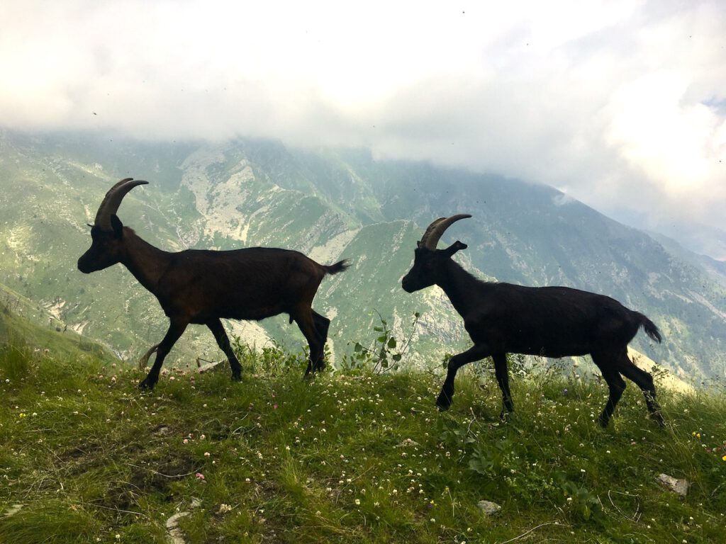 Krafttier in schamanischer Krafttier Reise finden