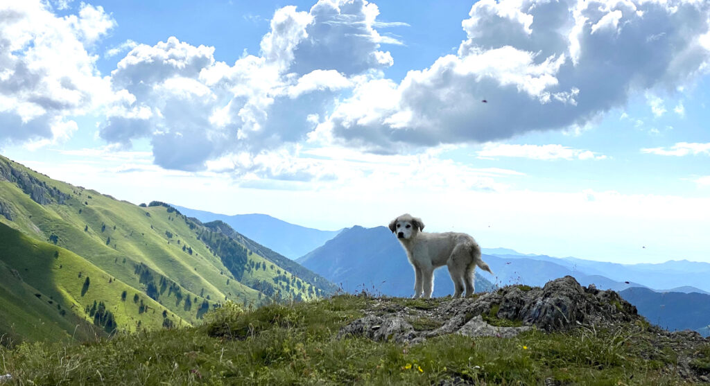 gibt es schlechte Tiere?