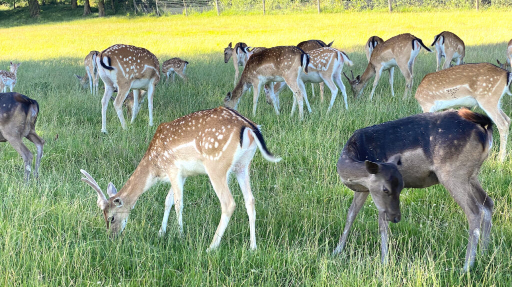 wie viele Krafttiere kannst du haben