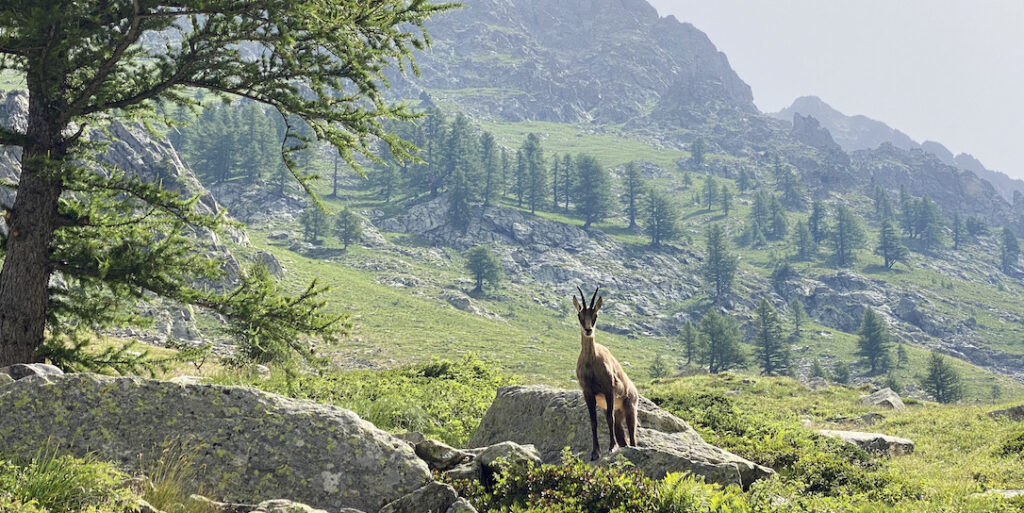 Krafttier Botschaft in der Natur finden