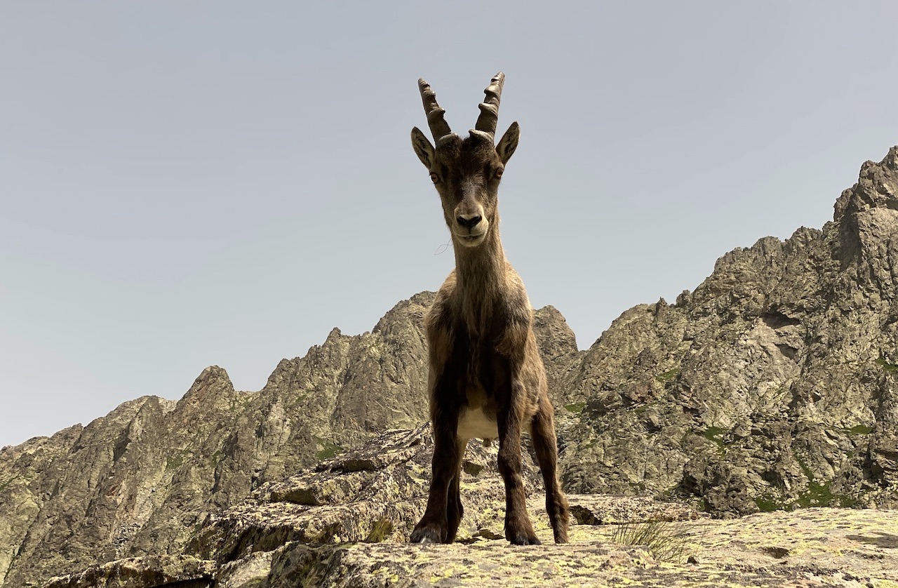 schamanische Krafttier Reise