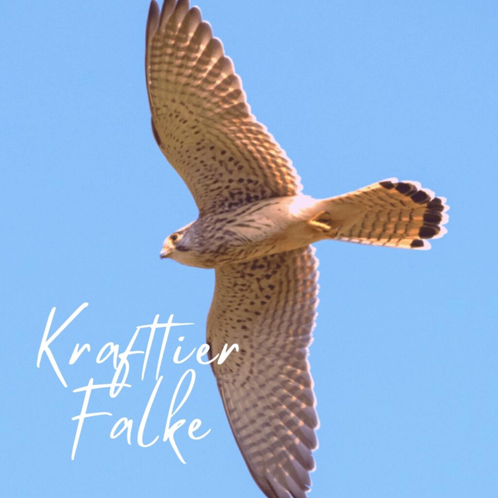 Kraftier Falke Bedeutung