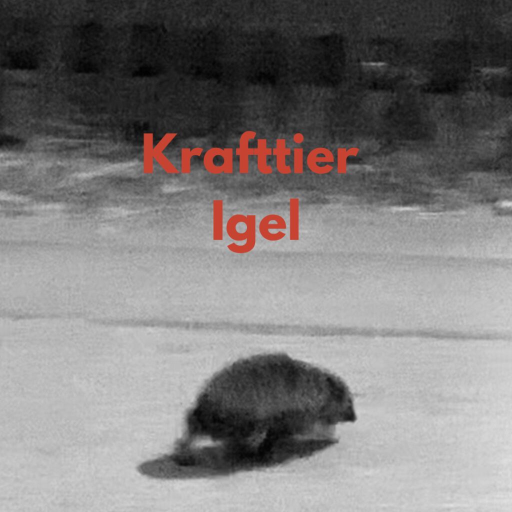 Krafttier Bedeutung Igel