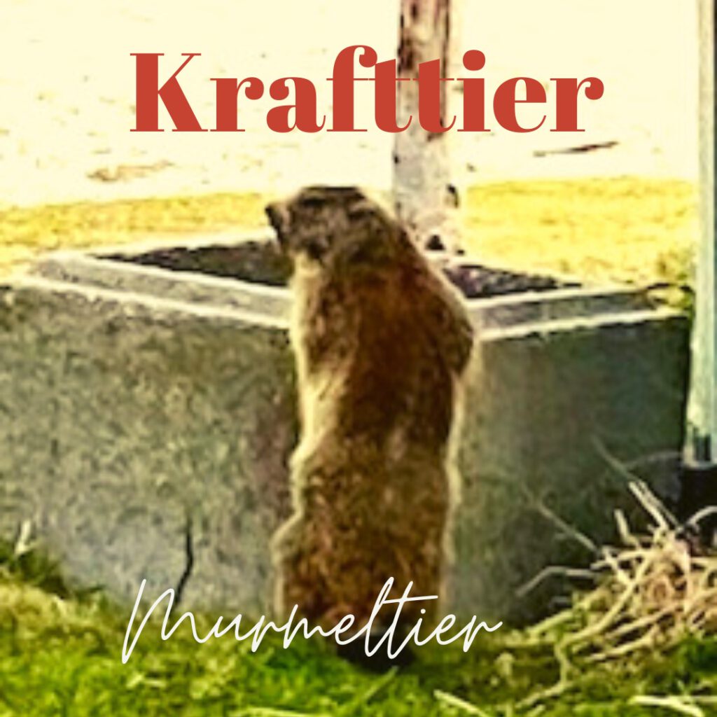 Krafttier Murmeltier Bedeutung