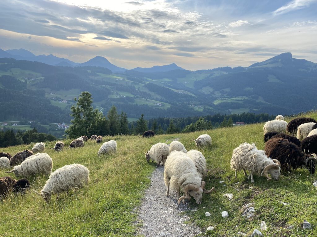 Krafttier Schaf Bedeutung