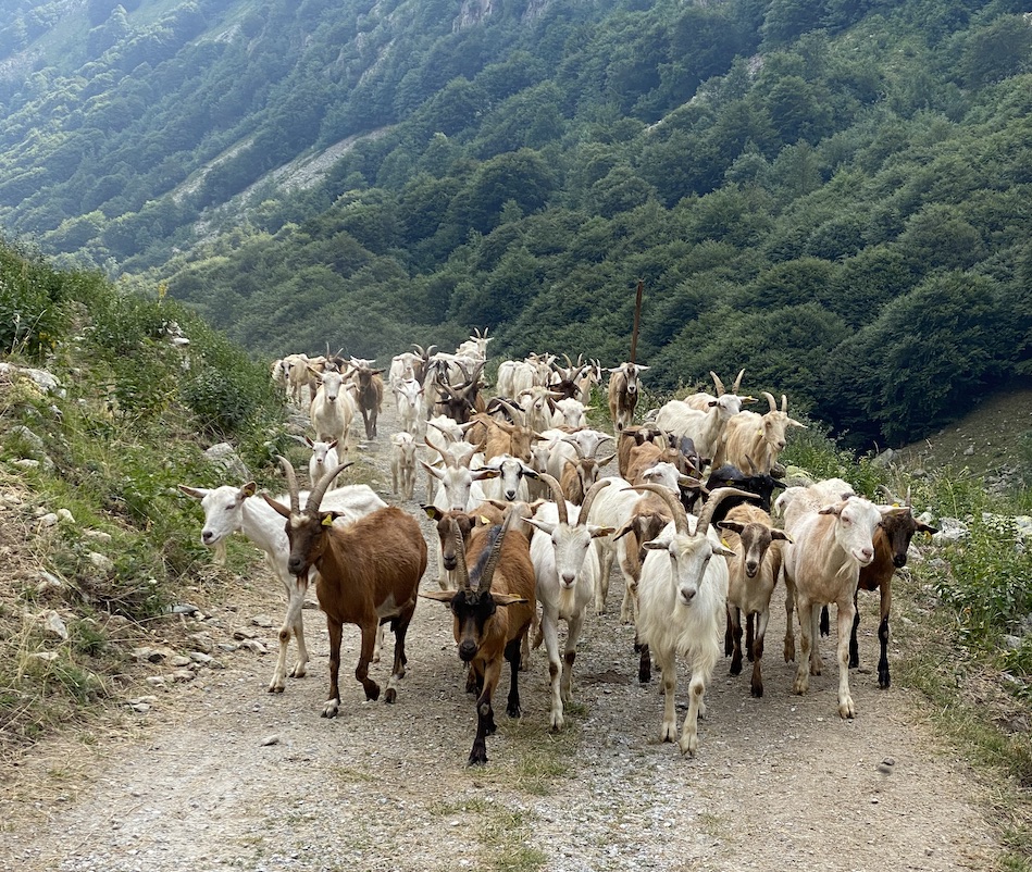 Krafttier Ziege Bedeutung